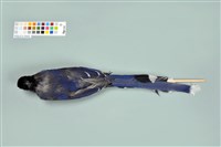 臺灣藍鵲藏品圖，第12張
